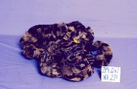 印尼雲豹藏品圖，第2張